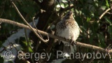 Video of Mistle Thrush - Fieldfare in the winter forest and snow